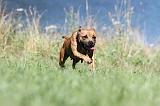 STAFFIE 082